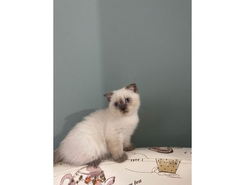 British Shorthair Yavrularımız Yeni Yuvalarını Arıyor