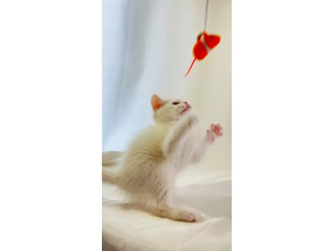 En Çok Konuşan: Farklı Gözlere Sahip Beyaz British Shorthair