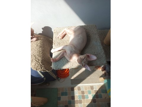 Kanada Sfenks Yavrular Uygun Verilecektir