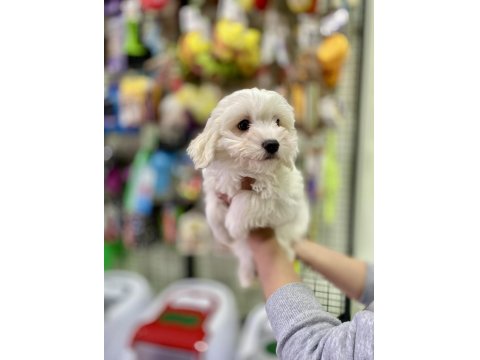 Pamuk Gibi Maltese Terrier Yavrumuz