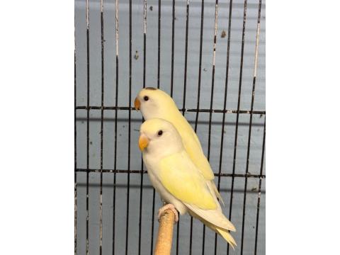 Bebek Oyun Hamuru Sevda Papağanı