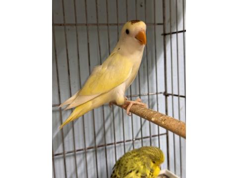 Bebek Oyun Hamuru Sevda Papağanı