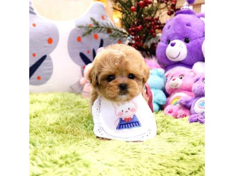 Kalitesi̇ Tartışılmaz Düzeydeki̇ Toy Poodle Bebekler