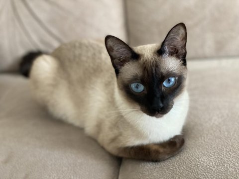 Yavru Siyam Kedileri