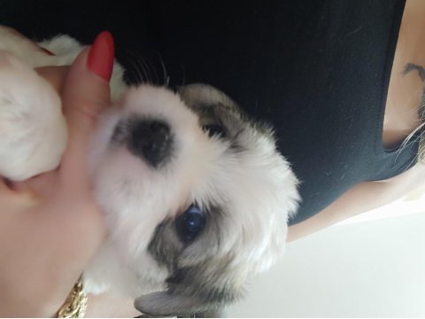 1 Aylık Morkie Bebekler 3 Kız Ve 2 Erkek