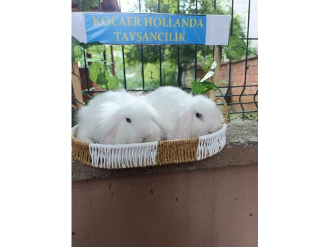 Hollanda Teddy Lop 2 Aylık Tavşan Yavrular