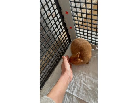 Orjinal Hollanda Cüce Tavşan