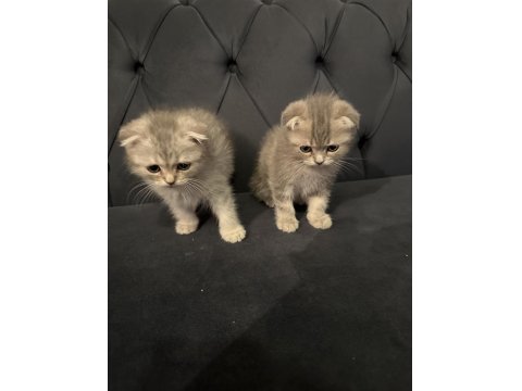 Safkan Scottish Fold Yavrular Ayı Surat 2 Aylık