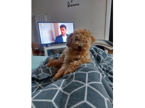 2,5 Yaşında Çok Tatlı Poodle