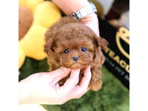 2 Aylık Toy Poodle Cins Yavrularım