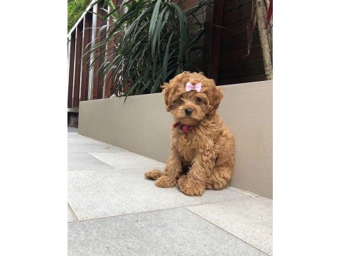 Toy Poodle Kore Kan Orjinal Yavrular