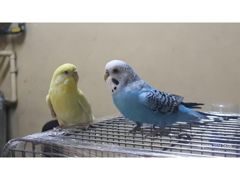 Kanarya Sarısı 11 Aylık Dişi Muhabbet Kuşu