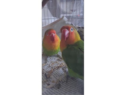 Damızlık Dişi Ve Erkek Cennet Papağanı