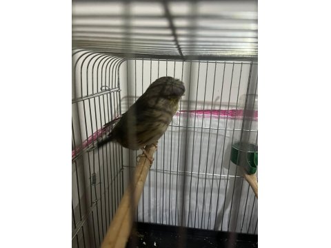 Seçmeli Kanaryalar Dişi Ve Erkek