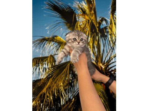 Irk Ve Sağlık Garantili Scottish Fold Bebekler