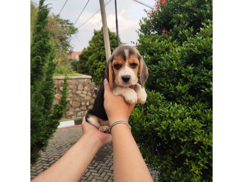 Beagle Yavru Köpeklerimiz