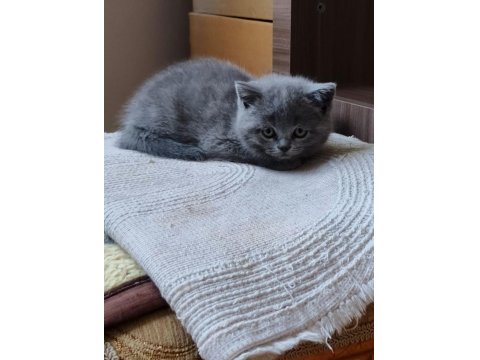 British Shorthair 60 Günlük