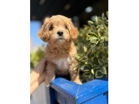 Orjinal Maltipoo Yavrular