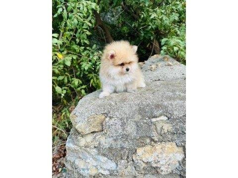 Pomeranian Boo Yavrumuz Sağlık Ve Irk Garantilidir