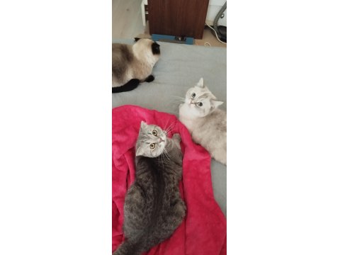 Yetiştirici Olmak İsteyenler İçin Bir Erkek British Bir Dişi Scottish Fold