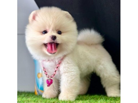 Safkan Pomeranian Boo Yavrularımız