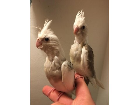 Full Evcil A Kalite Üst Düzey Yavru Erkek Beyaz Maskeli Sultan Papağanı