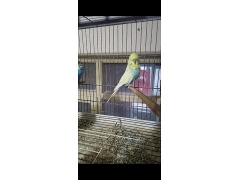 Eşe Hazır Show Jumbo Muhabbet Kuşu