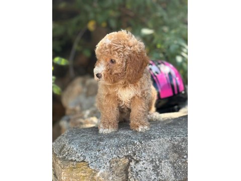 Ruhsatlı İşletmeden Toy Poodle