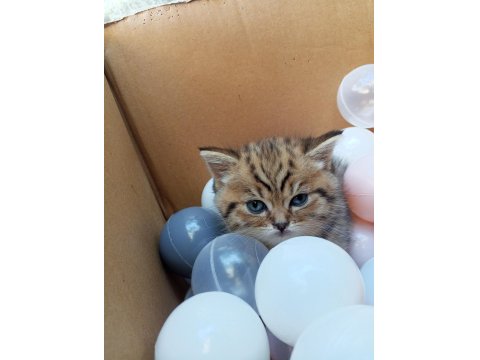 British Shorthair Yavru Kedisi