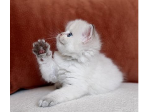 Harika Kalite Golden Point British Longhair Kedimiz