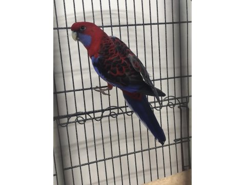 Bordo Mavi Özel Renk Dişi Rozella