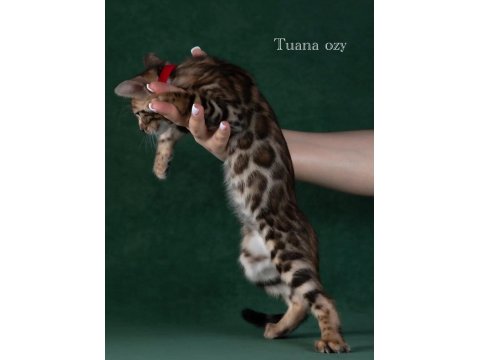 Elite Bengal Cat-Pure Beauty