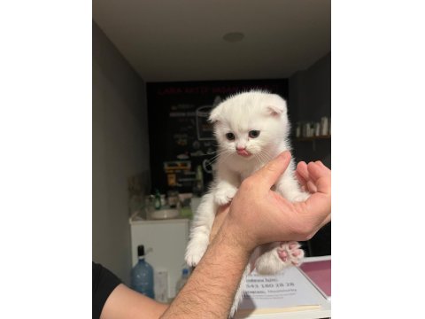 Böyle Scottish Fold Güzeli Daha Önce Görülmedi