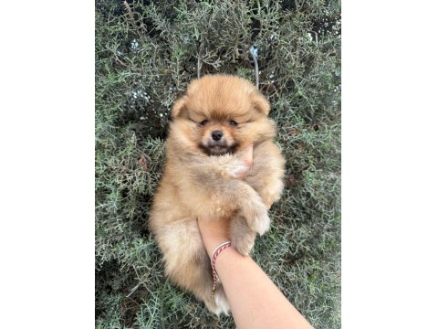 Pomeranian Boo Ayı Surat Yavrular