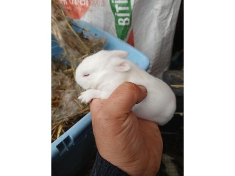 Cüce Tavşan Üreticiden