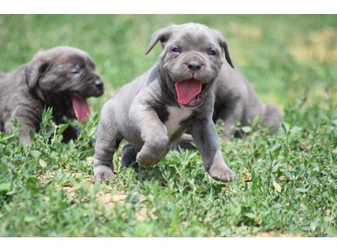 Blue Renk Cane Corso Yavrular