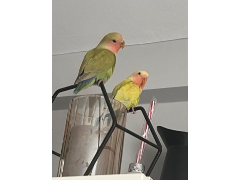 Sevda Papağanı Çift