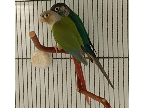 Dna Belgeli Konur Papağanı Takım 81 İle Gönderim Vardır