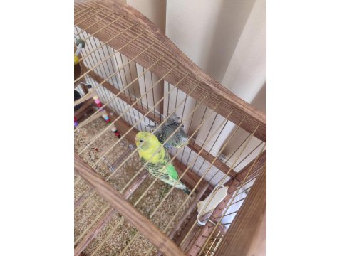 Dişi Japones Ve Erkek Klasik Muhabbet Kuşu