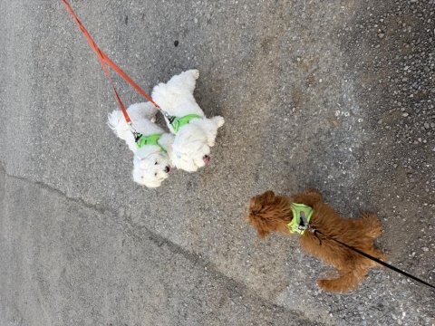 7 Aylık Poodle Acil