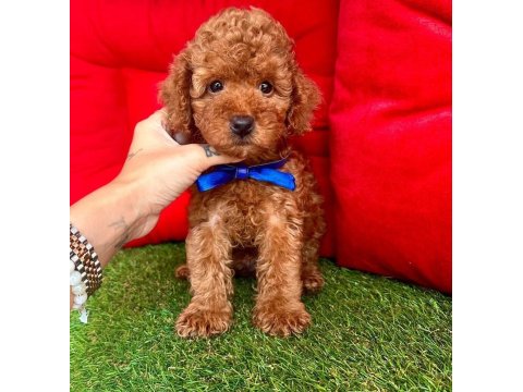 Safkan Toy Poodle Yavrular