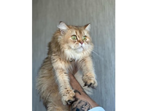 Golden British Longhair Kızımıza Kalıcı Yuva Arıyoruz