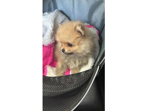 Kendi Üretimim Son 3 Yavru 60 Günlük Pomeranian Boo Bebekler