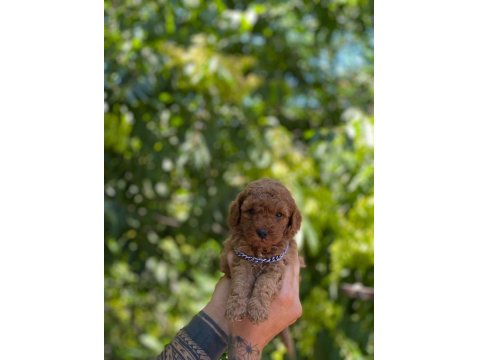 Safkan Toy Poodle Arayanlara Özel