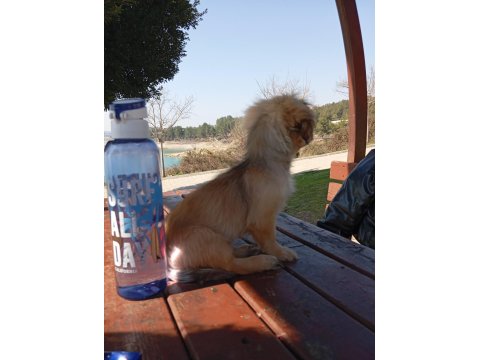 3 Aylık Dişi Pekinez