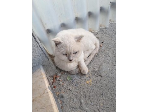 4 Yasında Erkek Kedimiz