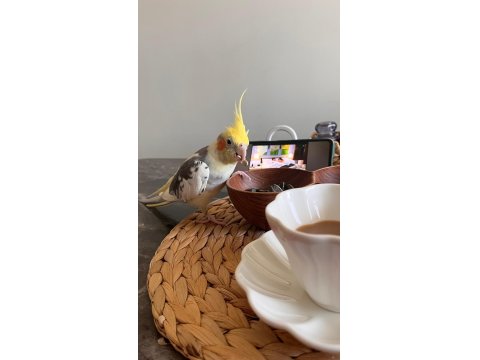 1 Yaşında Evcil Sultan Papağanı