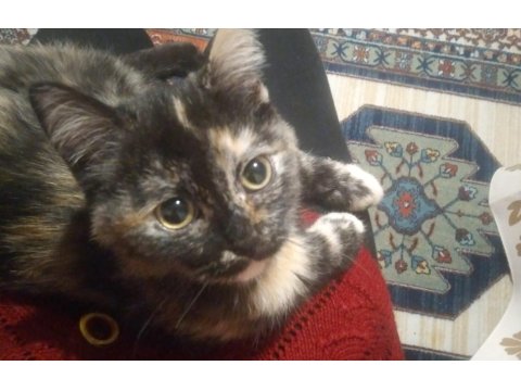 2.5 Aylık Güzellik Kedimiz Yuva Arıyor