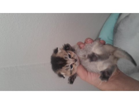 British Yavrularımızı Sahiplendiriyoruz