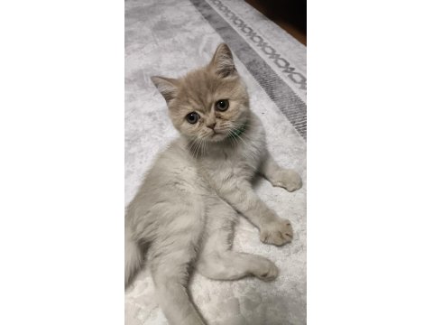 2 Buçuk Aylık Erkek Kedimiz Exotic Shorthair